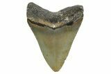 Juvenile Megalodon Tooth - North Carolina #348311-1